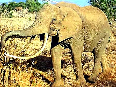2 Days Tsavo East Safari