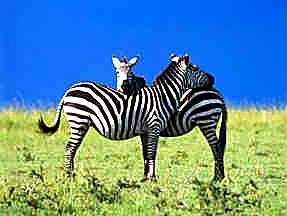 2 Days Tsavo East & Tsavo West safari image 2
