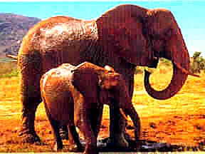 3 Days Tsavo East & Tsavo West Safari