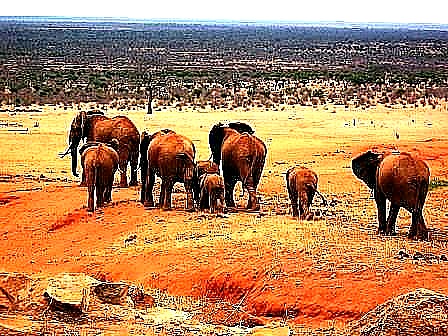 Elephants on safari