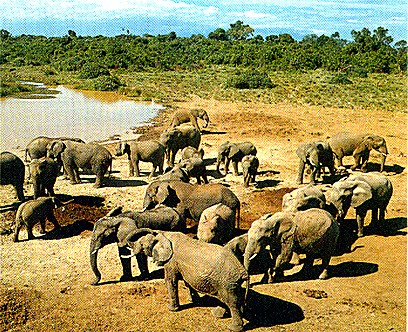 2 Days Tsavo East Safari safari image 3
