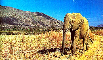 6 Days Southern Tanzania Safari safari image 3