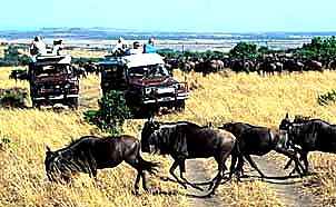 Safari game drive