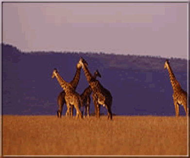 6 Days Southern Tanzania Safari
