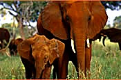 4 Days Tarangire, Manyara & Ngorongoro